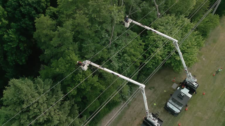 How Our Tree Care Process Works  in  Norwalk, IA